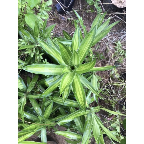 Trúc bách hợp cây cao 30-50cm