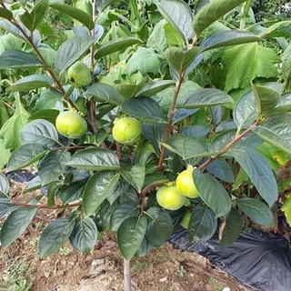 GIỐNG CÂY HỒNG GIÒN (GIỐNG GHÉP KHÔNG HẠT + SIÊU SỚM)