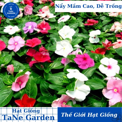 50h Hạt Giống Hoa Dừa Cạn Lùn Mix Màu - TaNe Garden