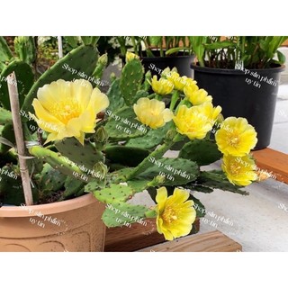 Xương rồng cactus yellow