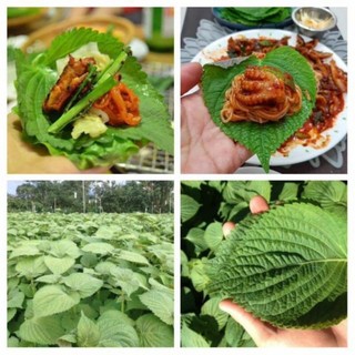 Hạt giống Lá mè Hàn Quốc 0.5 gram