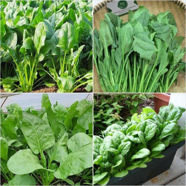 100H _#Hạt _giống_ rau_ cải_ bó _xôi .  .