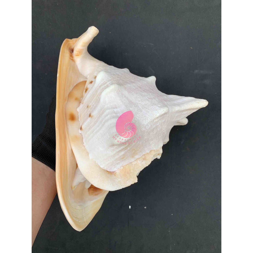 Vỏ Kim Khôi Vàng Lớn - nhiều size - trang trí bể cá, bàn làm việc, phòng khách, decor chụp hình