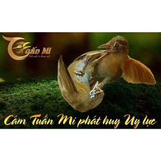 Cám chim HOẠ MI SỐ 1