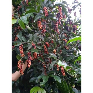 cây Giống chòi mòi  (giống cây ghép 18 tháng cho trái sớm)