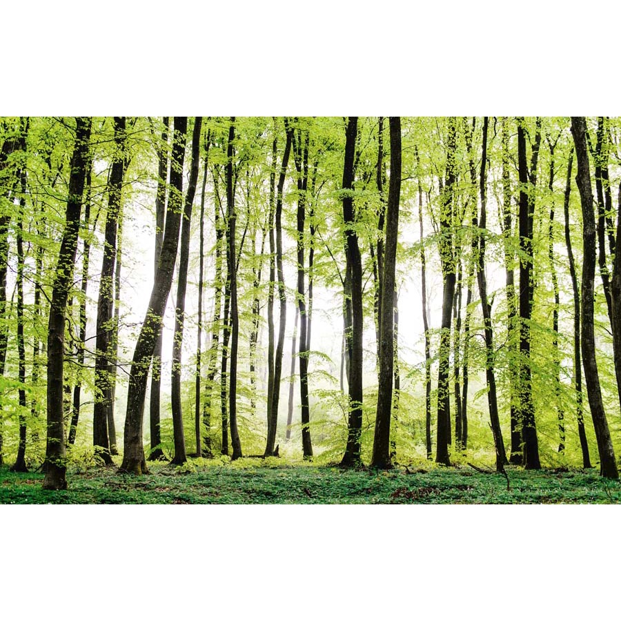 Tranh dán tường phòng khách phong cảnh rừng cây đẹp nhất