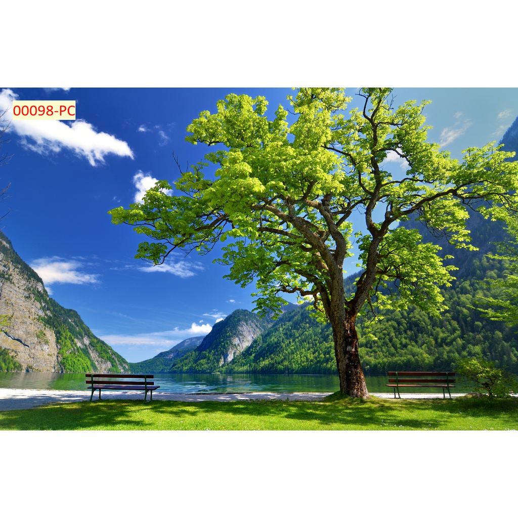 Tranh Dán Tường Trang Trí Cây Xanh, Hàng Cây, Rừng Cây hot hit