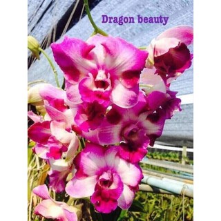 Cây giống denro lai cát Dragon beauty