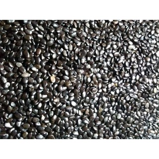 1 kg hạt giống keo lai tuyển chọn .