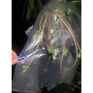 Cây 🌲 Xoài Thái siêu lùn  siêu sớm