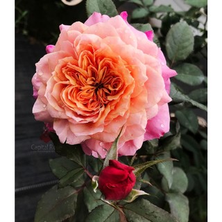 Hoa Hồng Miyabi Rose - hồng bụi, hoa chuyển màu