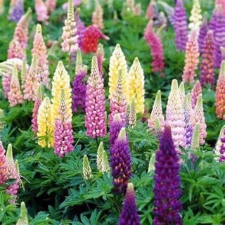 Chuẩn hoa tết 🌸hạt giống hoa lupin