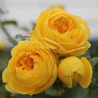 Hoa hồng Catalina rose - hồng bụi, hoa chùm