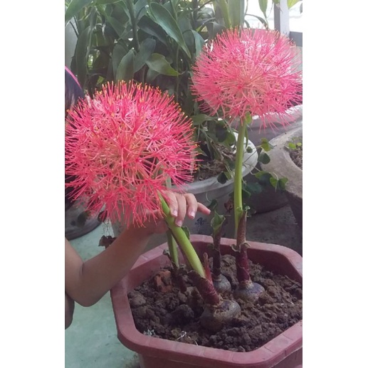 củ hoa hồng tú cầu
