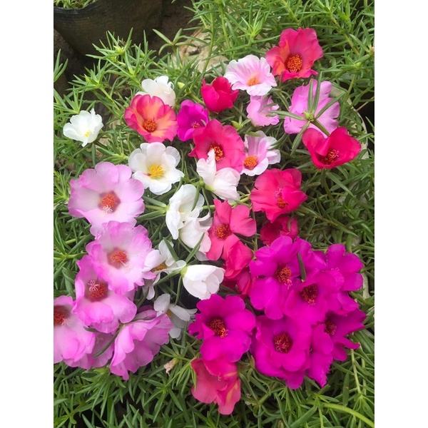 1kg Cây giống hoa 10 giờ Mỹ đơn hoa to nở đẹp mix đủ 7 màu