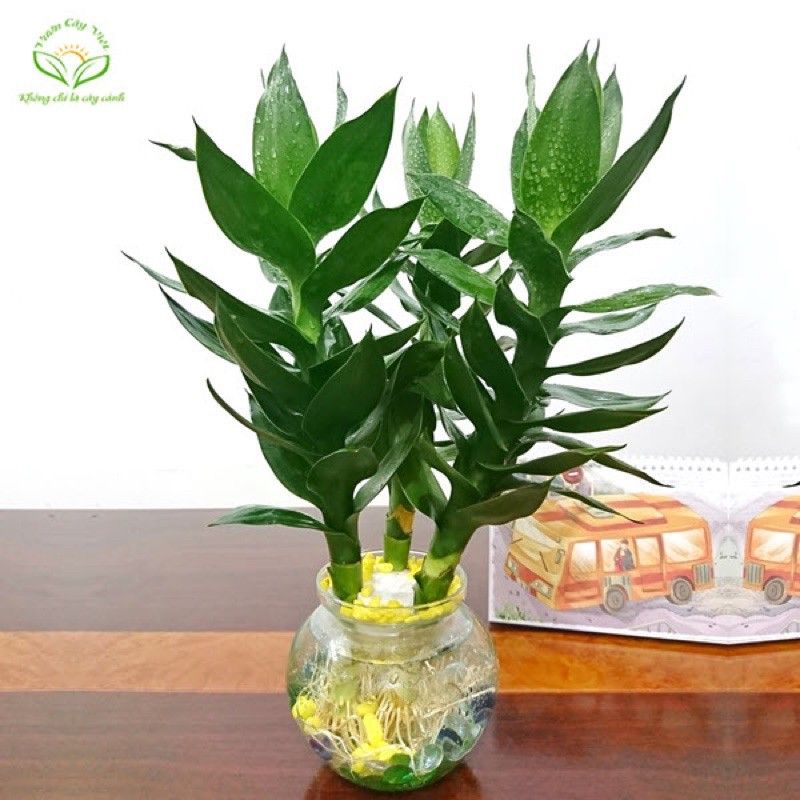 Phát Tài Sen Thủy Sinh  ( chưa bao gồm chậu )