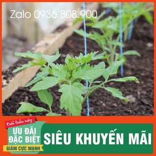 Hạt giống cà chua bi siêu quả ( 30 hạt)