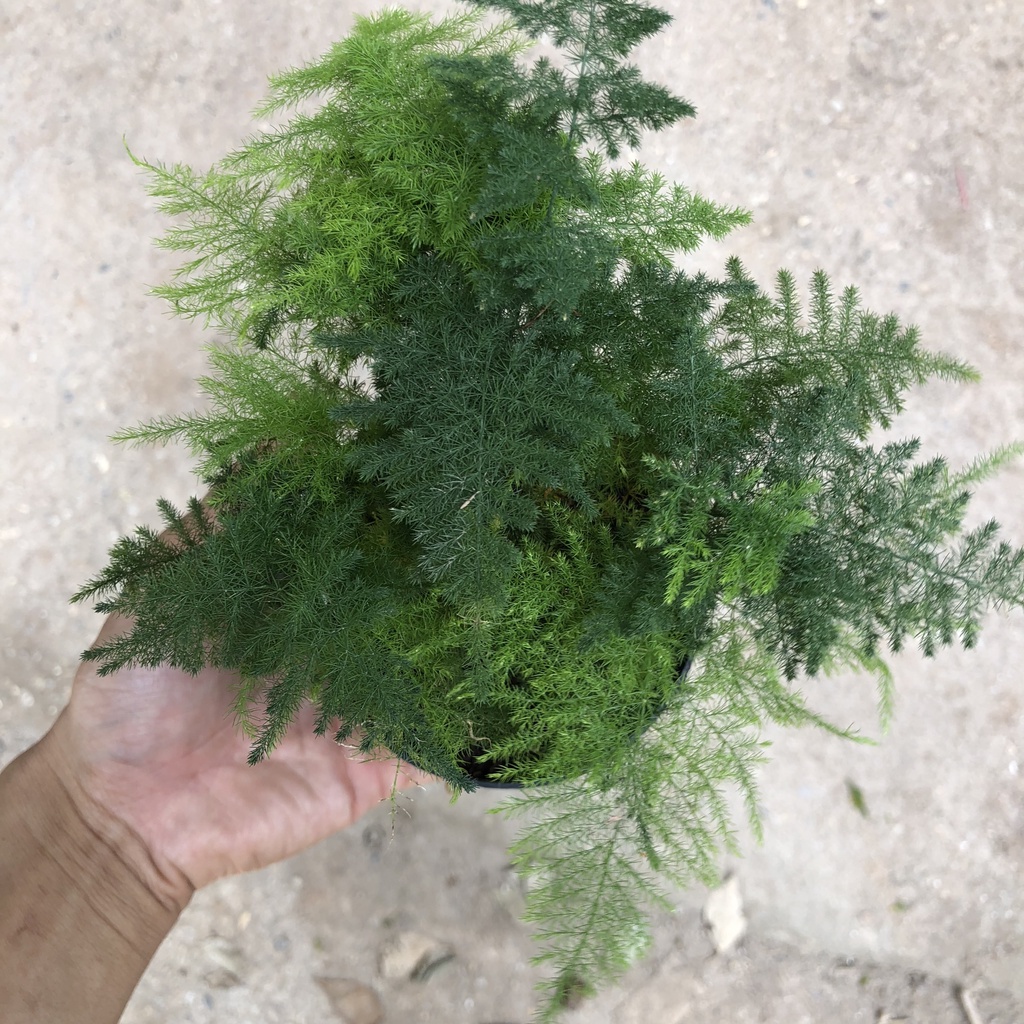 Cây thủy tùng mini để bàn, Cao 15cm - Trang trí tiểu cảnh mini, để bàn