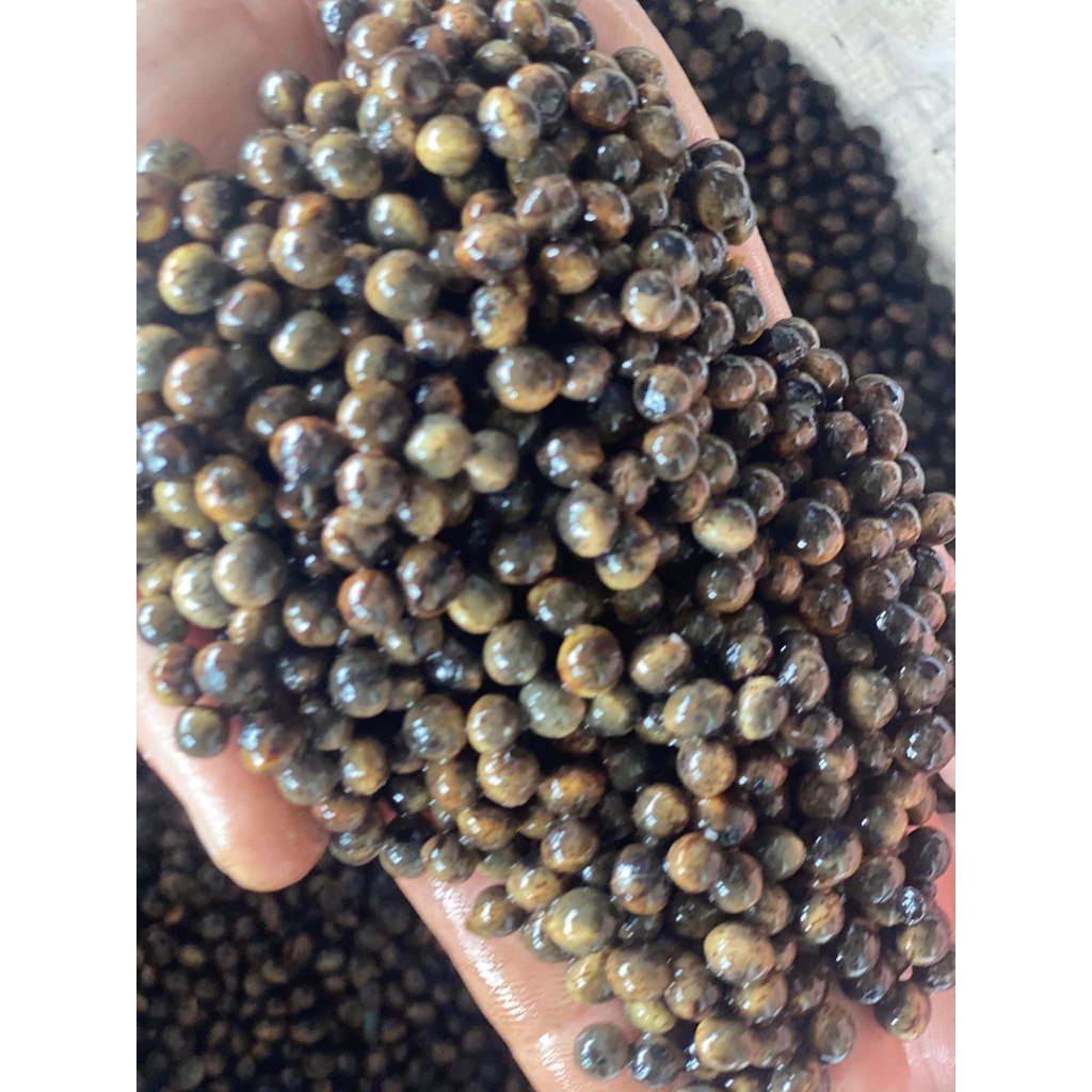 500 gram hạt giống long não