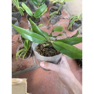 tam bảo sắc (hoa cực thơm lâu)