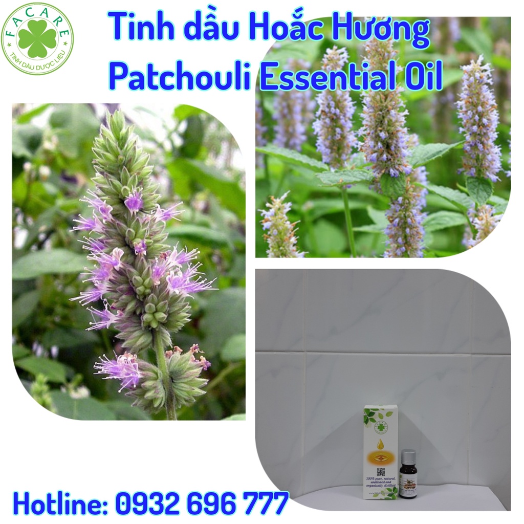 Tinh dầu Hoắc Hương Patchouli essential oil giúp thư giãn, thanh lọc không khí hiệu quả - 10ml