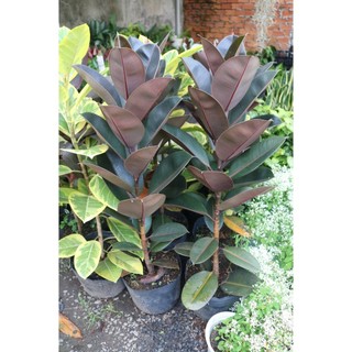 Chậu cây đa búp đỏ cao 100 cm