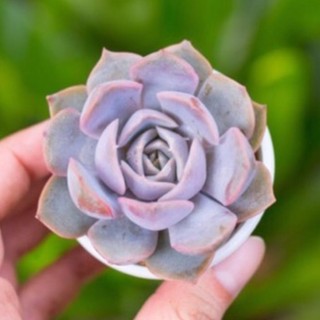 Sen đá viền tím 5-7cm - Vườn sen đá