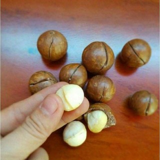 500g macca sạch Lâm Đồng organic _ mắc ca sấy