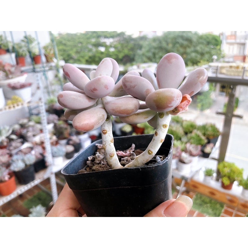 sen đá sỏi Hồng