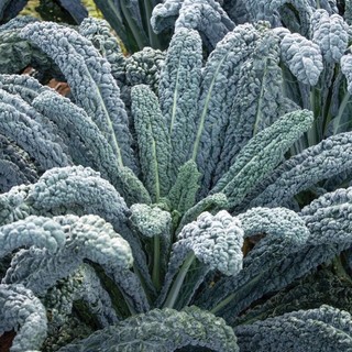 Cây giống cải kale khủng Long khổng lồ