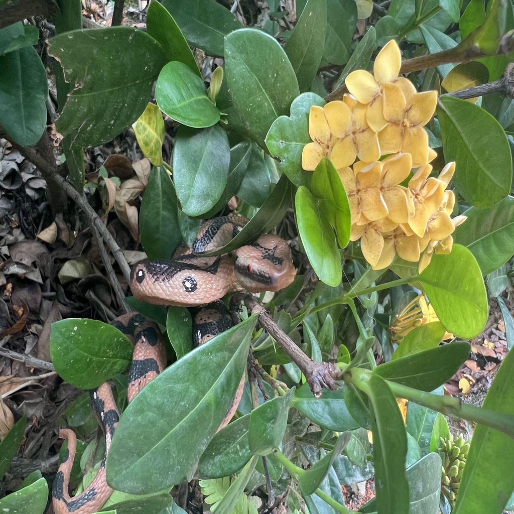 Rắn Cao Su Đồ Chơi Trang Trí Halloween