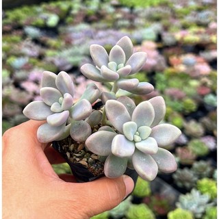 Sen đá Sỏi Hường đà lạt size nhỏ 4-4,5cm, siêu xinh siêu kute, lỗi 1 đổi 1