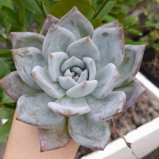 Sen đá cá mập, echeveria sang-a, 9-11 cm