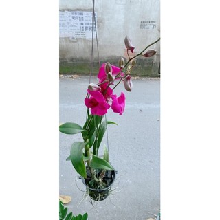 Chậu Lan Denro Sẵn Hoa