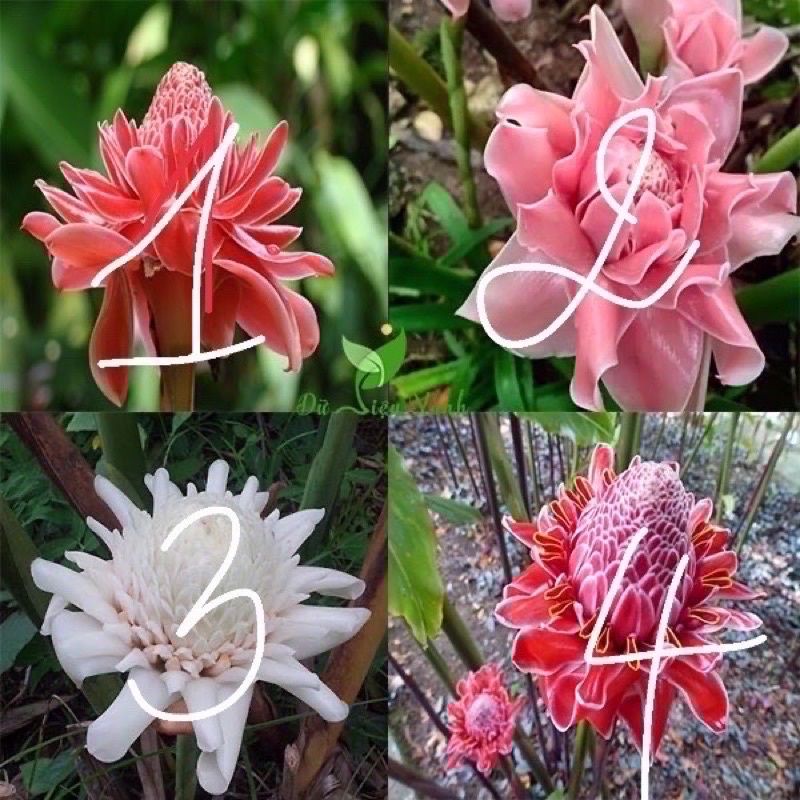 Bầu hoa sen đa Lộc