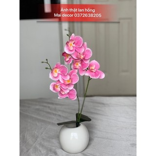 Set bình lan mini trang trí nhà cửa