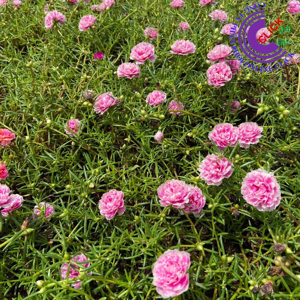 Hoa Mười Giờ SONG HỶ Thái Kép Cành Tơ Siêu Khỏe Ra Rễ Sau 3 Ngày 0867777377