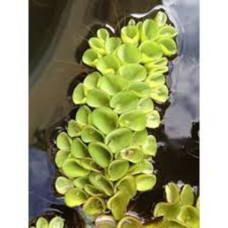 ☘️Bèo tổ ong☘️5 nhánh☘️