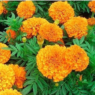 [ hạt giống hoa] 1200 hạt giống vạn thọ mỹ/ vạn thọ pháp thu lại