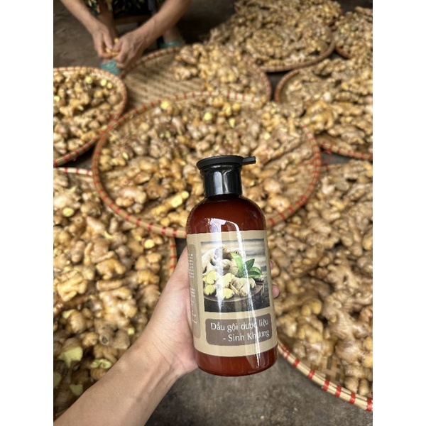 Dầu gội gừng tươi 500ml - Dược liệu sinh khương giữ ấm da đầu, lưu thông khí huyết, giảm gàu