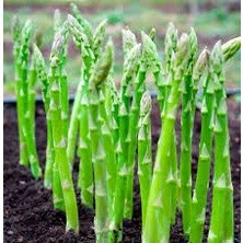 Hạt Giống Măng Tây Xanh(10 hạt)