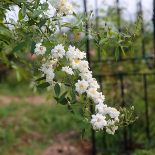 Hoa hồng leo Snow Goose rose