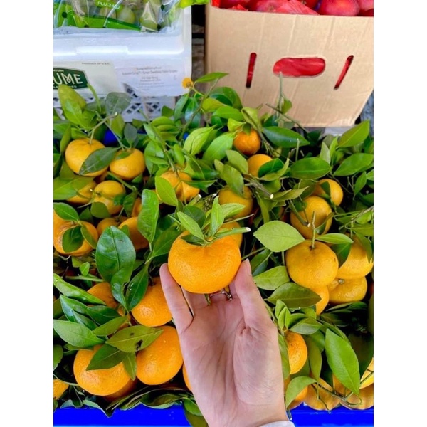 Quýt thái 1kg [HCM]