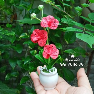 Hoa Đất Sét Mini- Lan Vanda 12cm