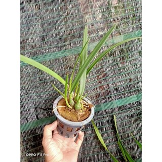 Lan epi tỏi vàng hoa thơm