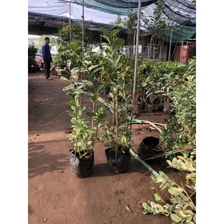 cây CHANH CẨM THẠCH ( cây ghép, chuẩn giống)