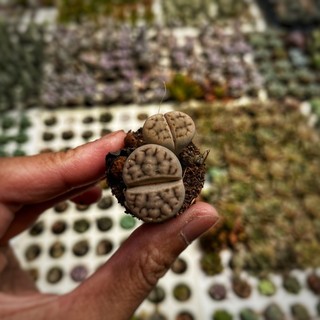 Sen Mông Lithops Lẻ 1 Cây Size 1-2cm  cây cảnh trang trí SENDABL
