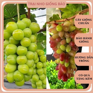 Combo 2 cây nho giống mẫu đơn và 2 cây nho giống ngón tay đỏ 152