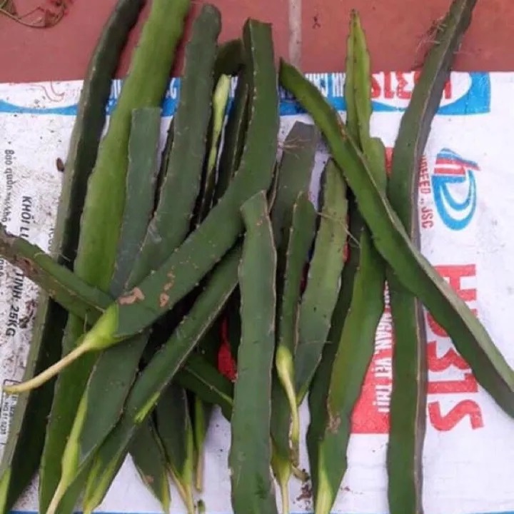 Cành giống thanh long ruột trắng