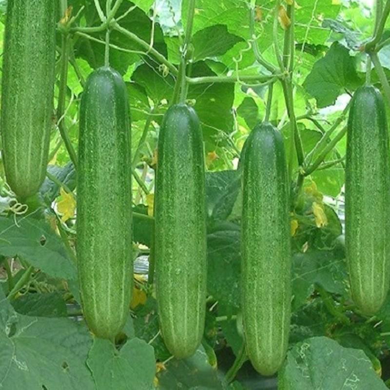 HẠT GIỐNG DƯA LEO VA.848 GÓI 10G -  TỶ LỆ NẢY MẦM CAO